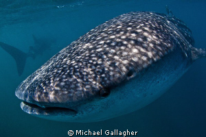 Whale Sharks in Djibouti by Michael Gallagher 
